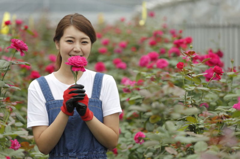 美にも健康にも嬉しい…食べられるバラの魅力と栽培方法［ROSE LABO通信 Vol.２］