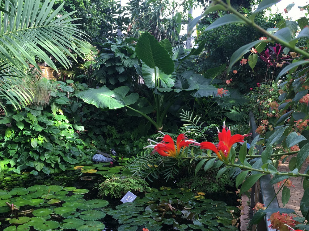 熱帯雨林植物室