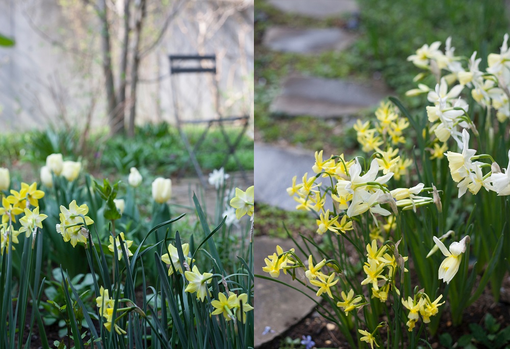 小さな庭と花暮らし「春を知らせる球根花、スイセンとチューリップ」