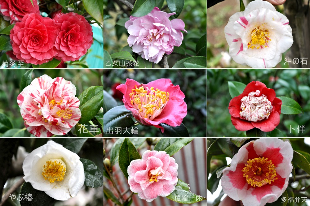 日本原産の美しい花木 ツバキの魅力を再発見！ | GardenStory (ガーデンストーリー)