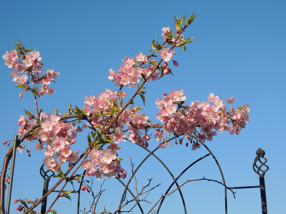バルコニーで楽しむ３種の桜【写真家・松本路子のルーフバルコニー便り】