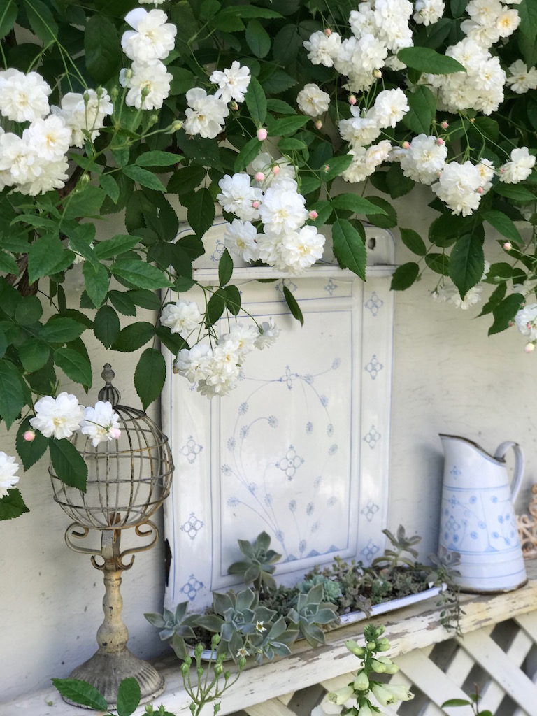 壁際に咲くバラ‘フランシーヌ・オースチン’