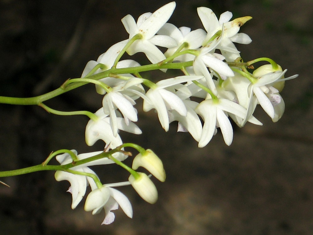 デンドロビウム・キンギアナムの花
