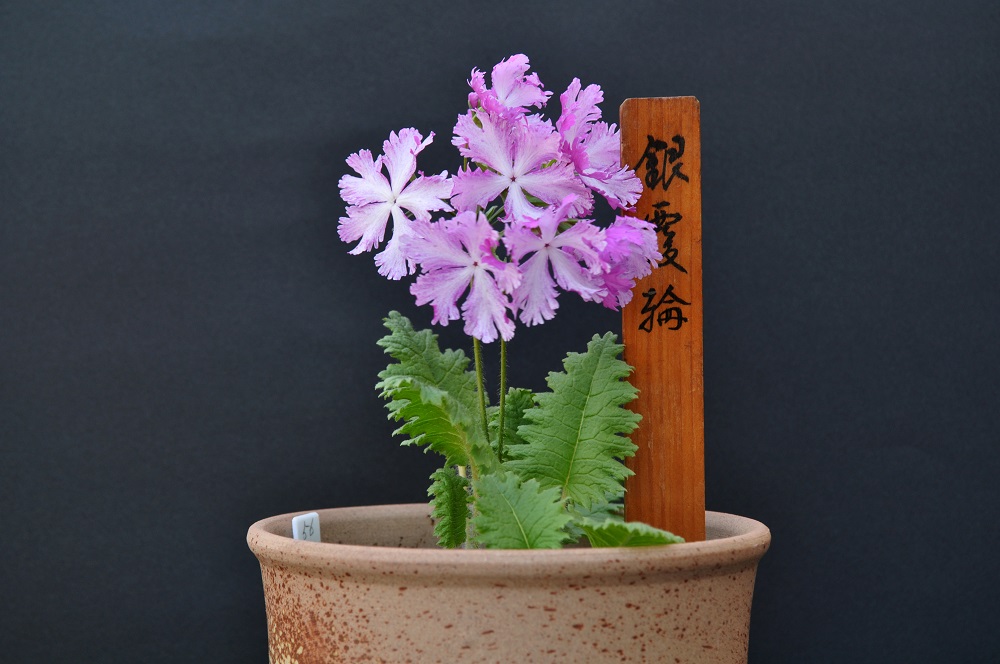 【ニホンサクラソウ（日本桜草）】清楚で美しくユニークな名前を持つ伝統植物の魅力　