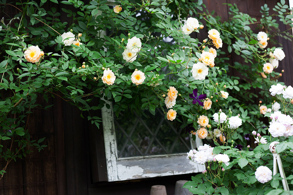 小さな庭と花暮らし「初夏の庭を彩るつるバラ」