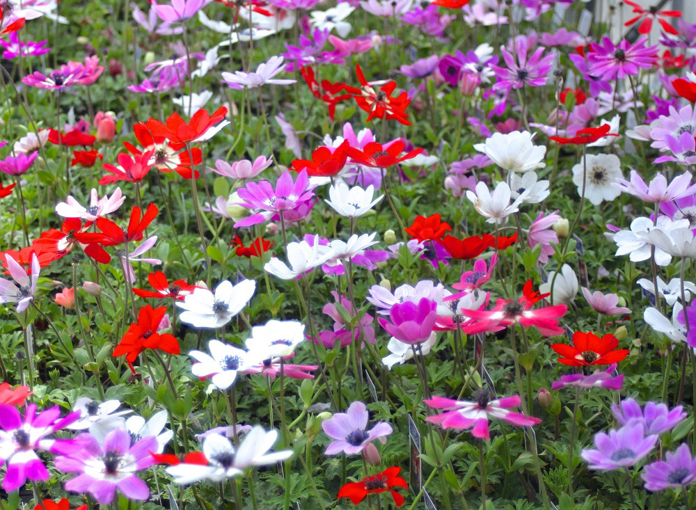 春の草花でガーデニング 初心者にもおすすめ宿根草５選 Gardenstory ガーデンストーリー