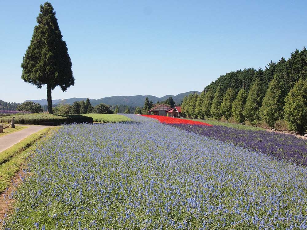 花の庭巡りならここ！ 花のカーペットが壮大に広がる「メナード青山リゾート ハーブガーデン」