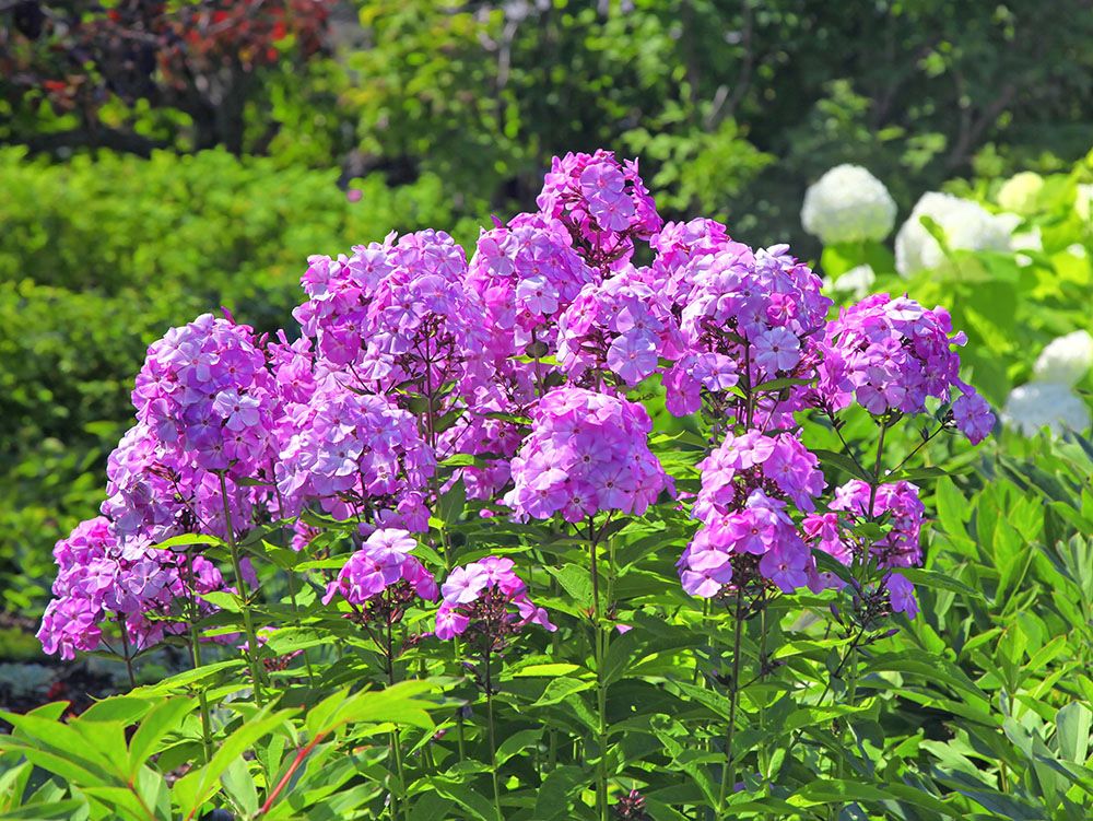 夏の花を咲かせよう！ 花壇・庭・鉢で育つ人気の夏花22種【多年草編】