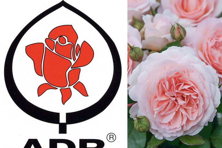 【初めてのバラ選び】河合伸志さんに教わる世界で最も厳しいADR認証