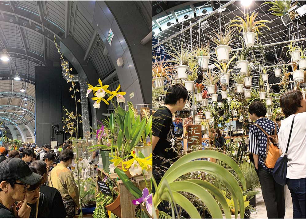大阪で開かれた植物の祭典『天下一植物界』