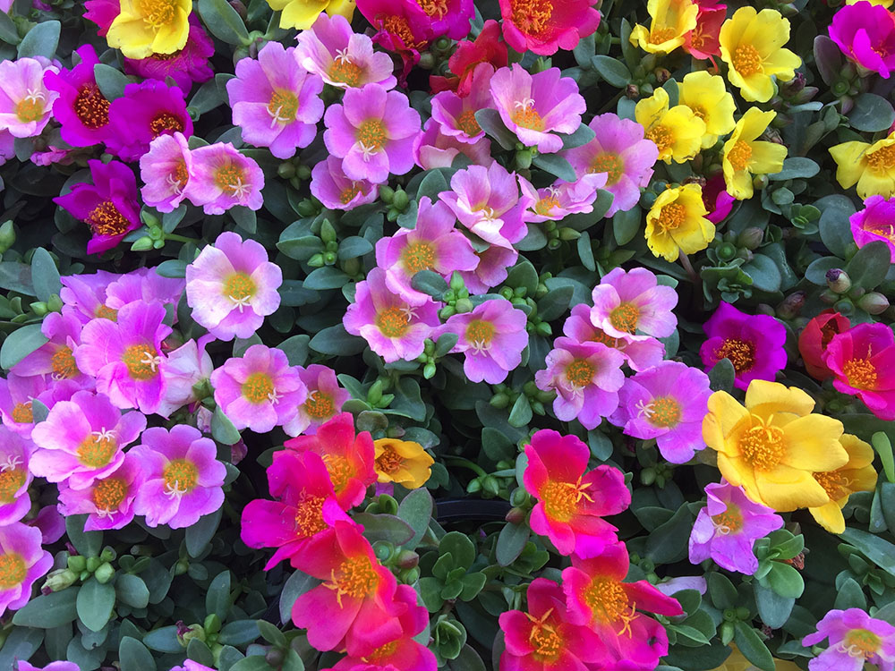【夏の花】ポーチュラカはどんな花？ 特徴や花言葉、育て方について