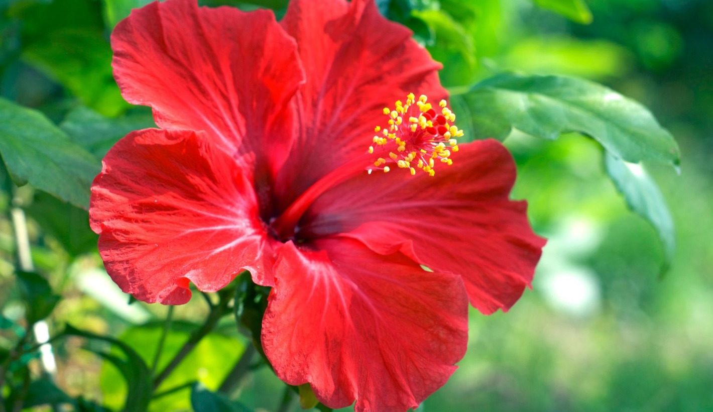 夏の花】ハイビスカスの育て方。コツとお手入れ、植え替えや寄せ植えを一挙紹介 | GardenStory (ガーデンストーリー)