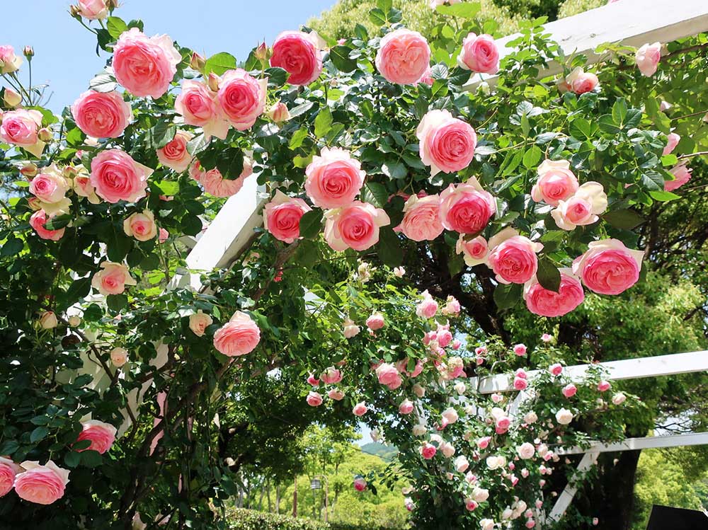 花の庭巡りならここ！ ダイナミックな欧風噴水庭園は必見「神戸市立須磨離宮公園」