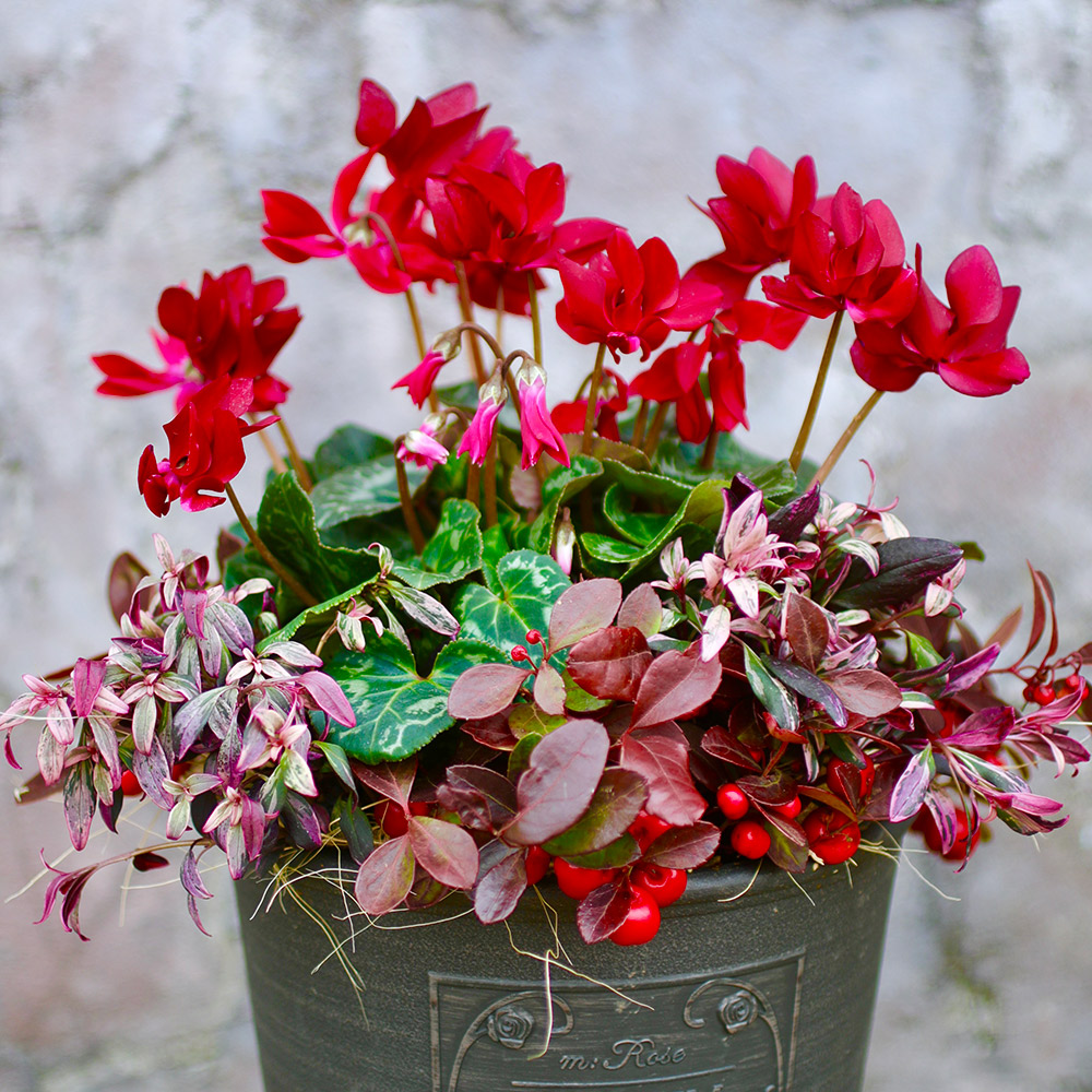 Garden Story ガーデンストーリー 心ときめく幸せな人生は花 緑 庭にある