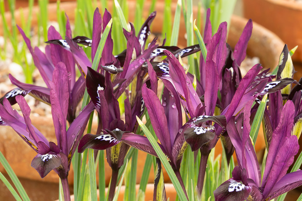 イリス・レティキュラータ ‘ポーリン’ Iris reticulata ‘Pauline'