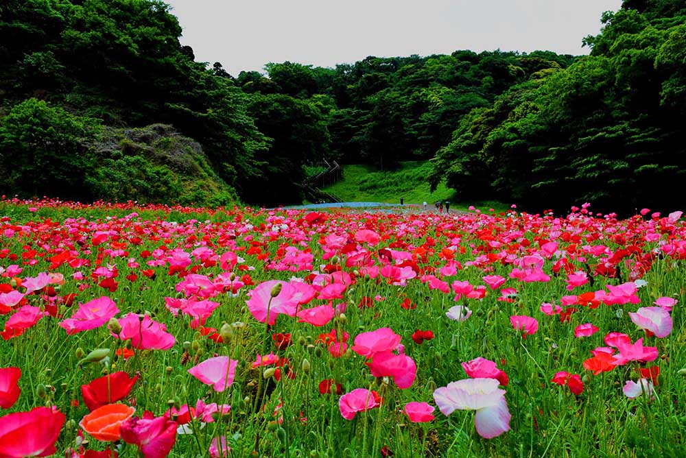 花の庭巡りならここ！ 圧巻の花畑を見に行こう「くりはま花の国」
