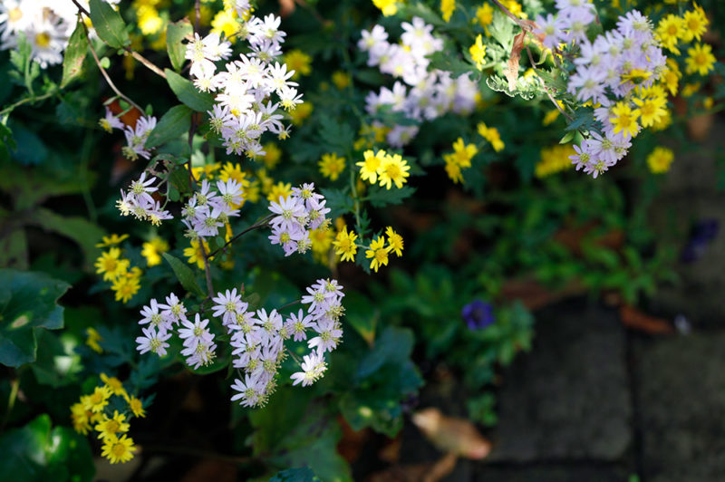 秋を彩る花を探そう！ 10月に咲く人気の花20選