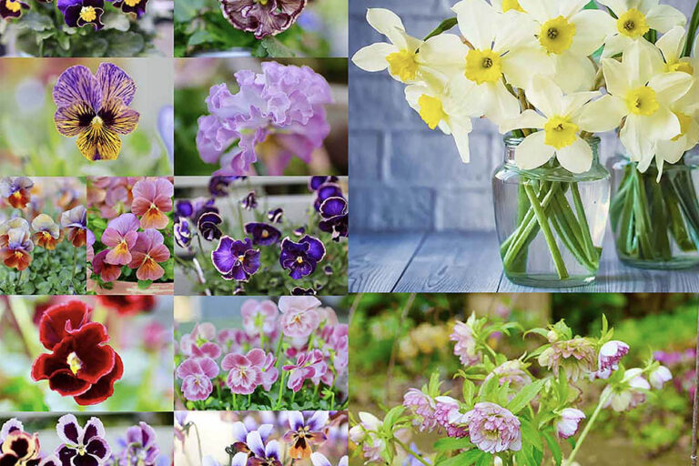 冬の花でガーデニングを楽しもう！