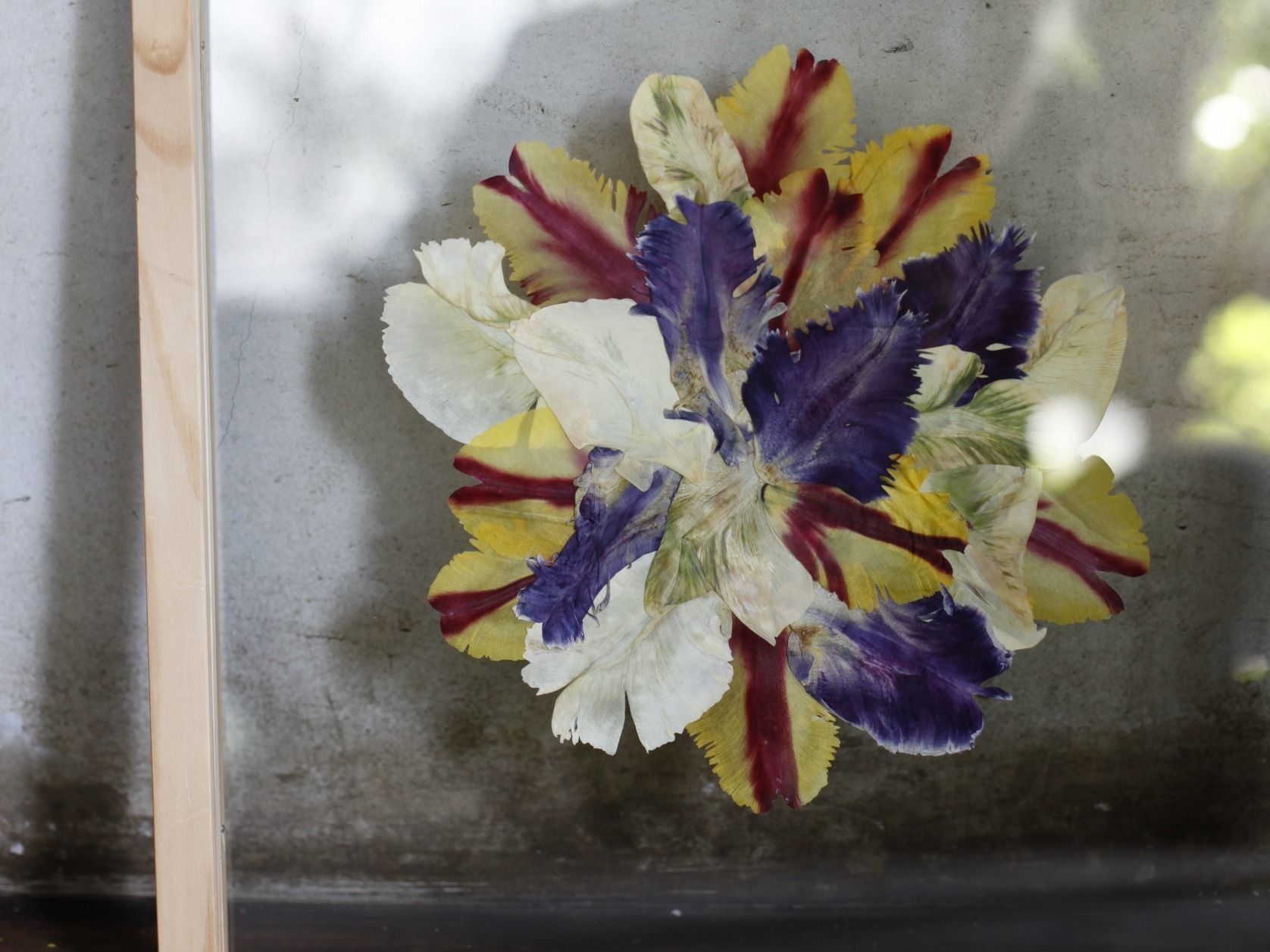 チューリップの、上手な押し花の作り方と飾り方アイデア