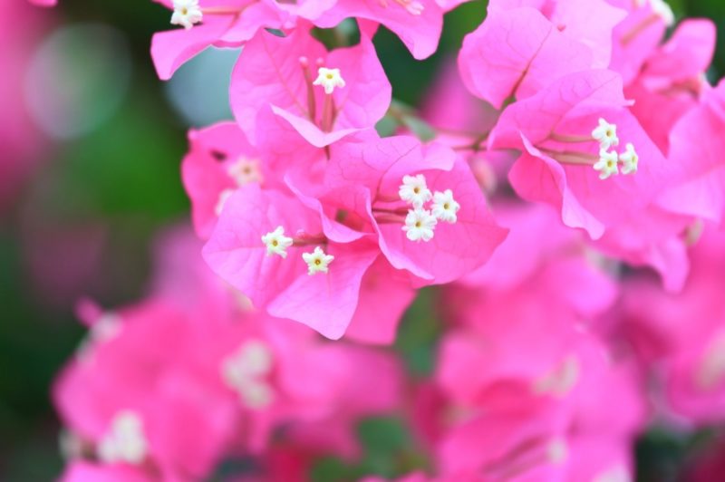 ブーゲンビリアを増やしたい！ 最適な時期と方法、注意点を知っておきましょう