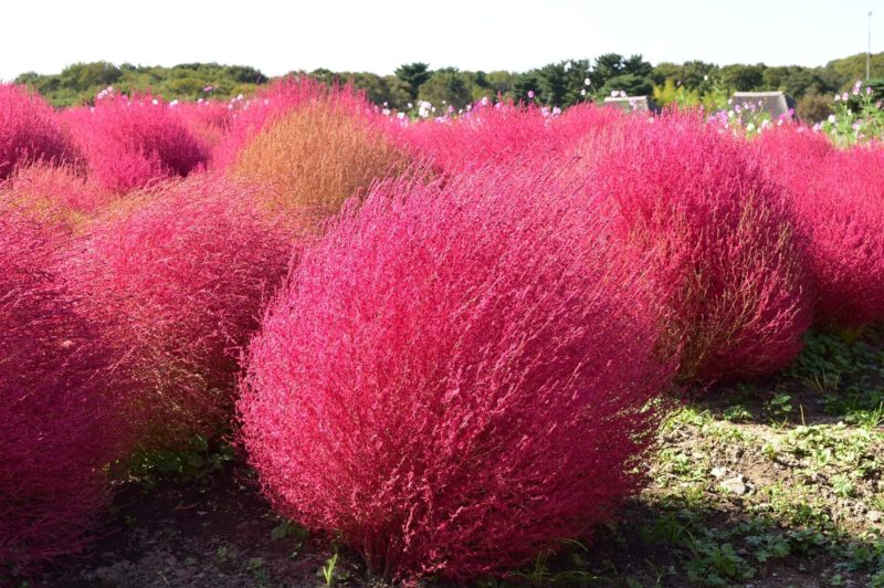 コキアの育て方。コツとお手入れ、植え替えや寄せ植えを一挙紹介します