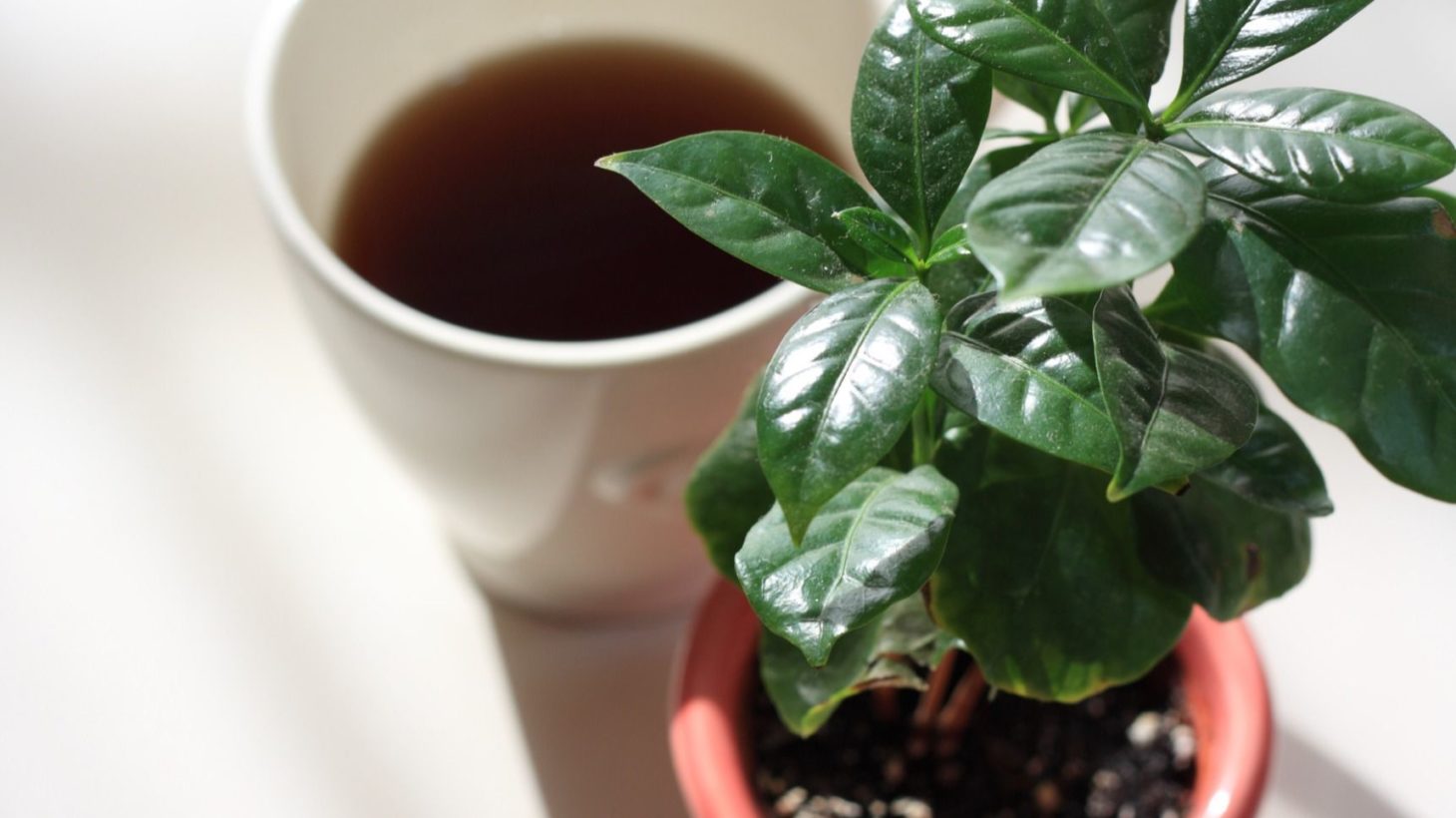 コーヒーノキ コーヒーの木 の水やり方法 元気に育てるための適切なタイミングと間隔 Gardenstory ガーデンストーリー