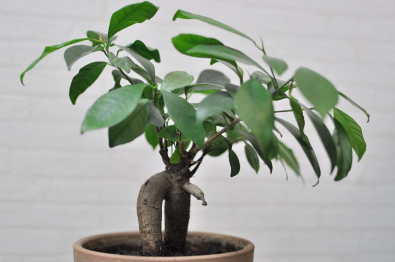 ガジュマルを元気に育てるには、適した土作りと、植え替え(定植)が必要です