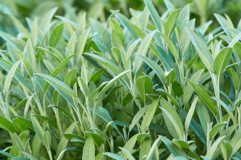 セージを増やしたい！ 最適な時期と方法、注意点を知っておきましょう