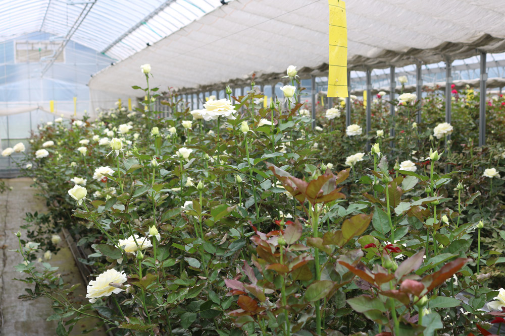 ［ROSE LABO通信 Vol.11］“食べられるバラ”産地の秋から冬の管理