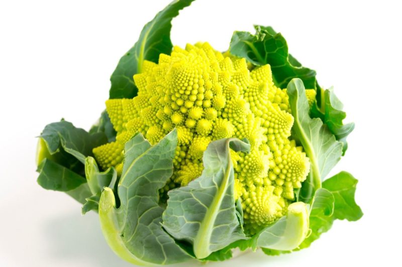 ロマネスコの育て方。コツとお手入れ、植え替えや寄せ植えを一挙紹介します