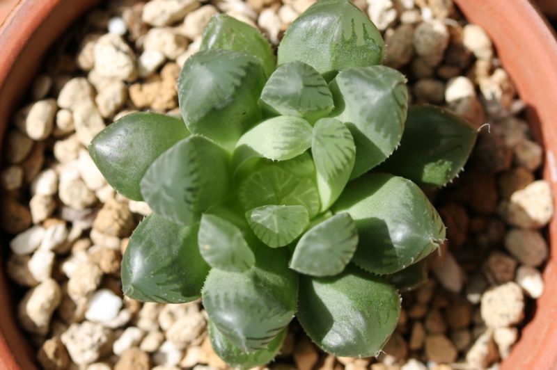 ハオルチアの育て方。コツとお手入れ、植え替えや寄せ植えを一挙紹介します