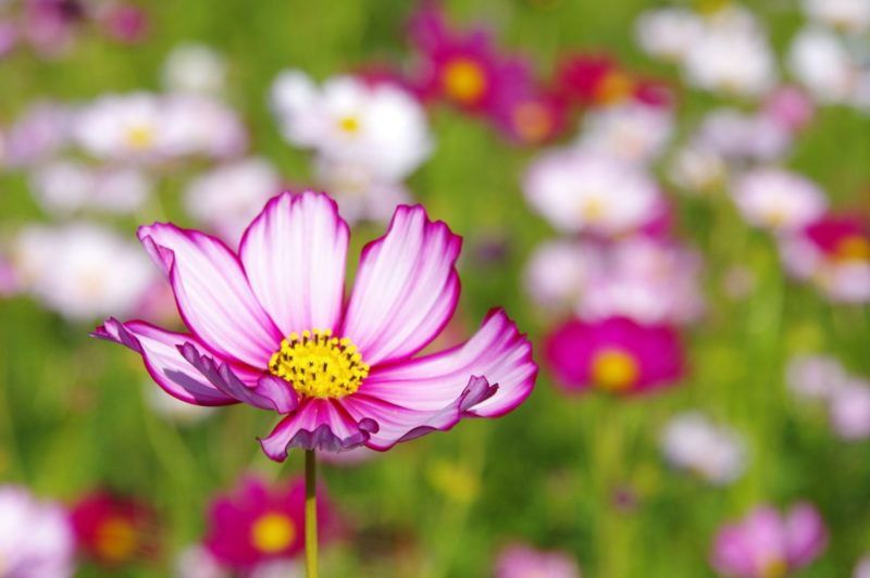 コスモスの正しい剪定方法。時期やコツを知れば、初心者でも簡単にできます