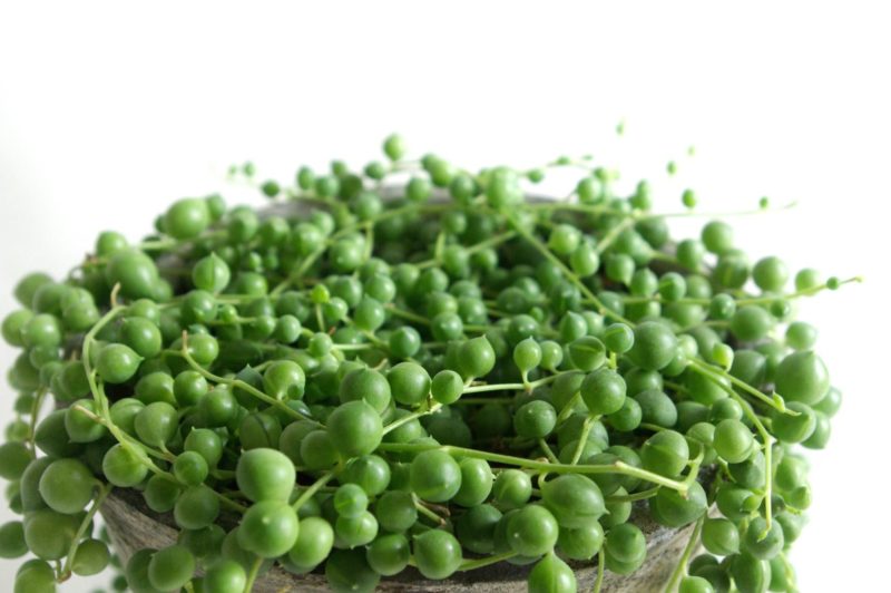 グリーンネックレスの育て方。コツとお手入れ、植え替えや寄せ植えを一挙紹介します