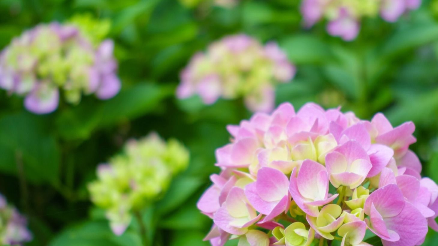 アジサイ 紫陽花 を増やしたい 最適な時期と方法 注意点を知っておきましょう Gardenstory ガーデンストーリー