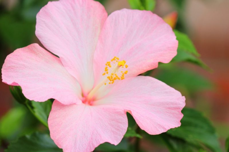 ハイビスカスの正しい剪定方法と時期やコツ、注意したいポイント