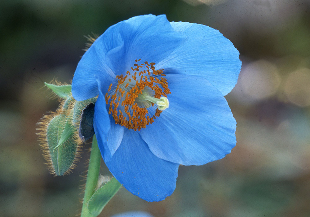 咲くやこの花館の青いケシ
