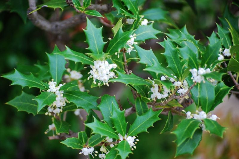 知りたい! ヒイラギの品種や類似種、それぞれの特徴と見分け方