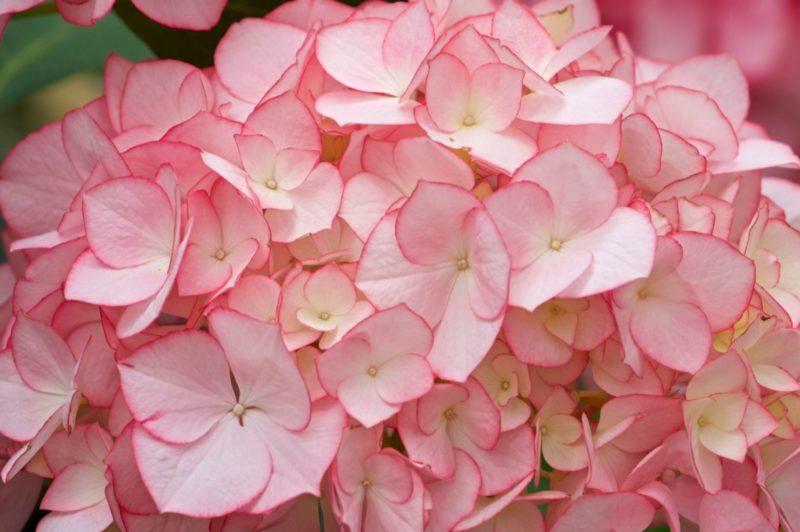 アジサイ（紫陽花）の水やり方法｡適切なタイミングと頻度で､水切れを防ぎます
