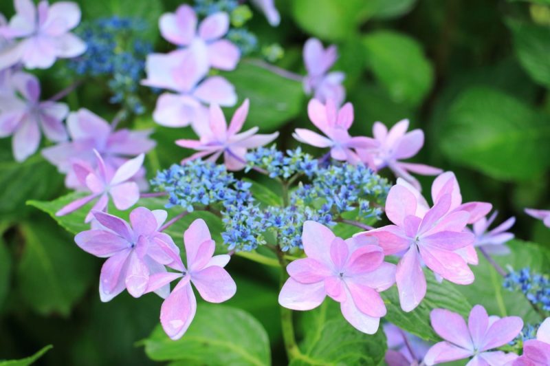 アジサイ（紫陽花）を元気に育てるには､適した土作りと植え替え（定植）が必要です