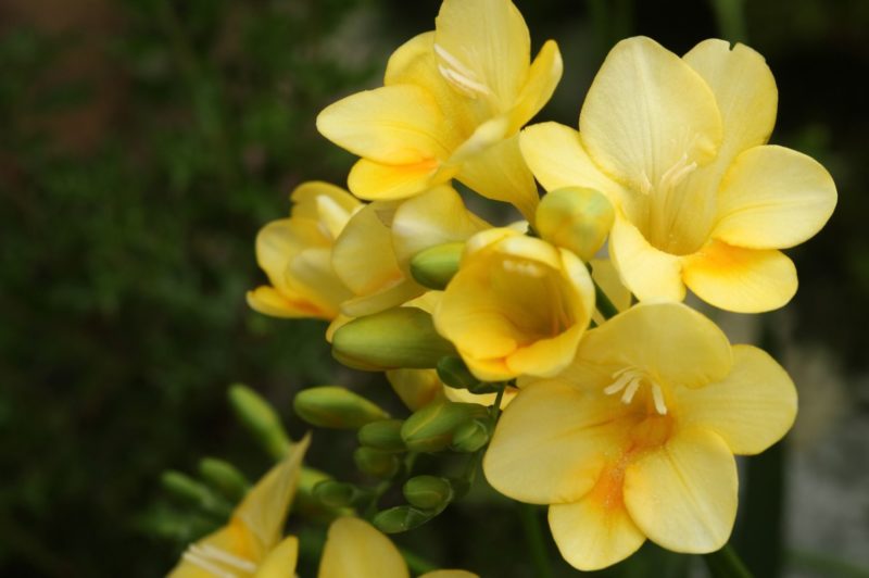 フリージアの育て方。コツとお手入れ、植え替えや寄せ植えを一挙紹介します