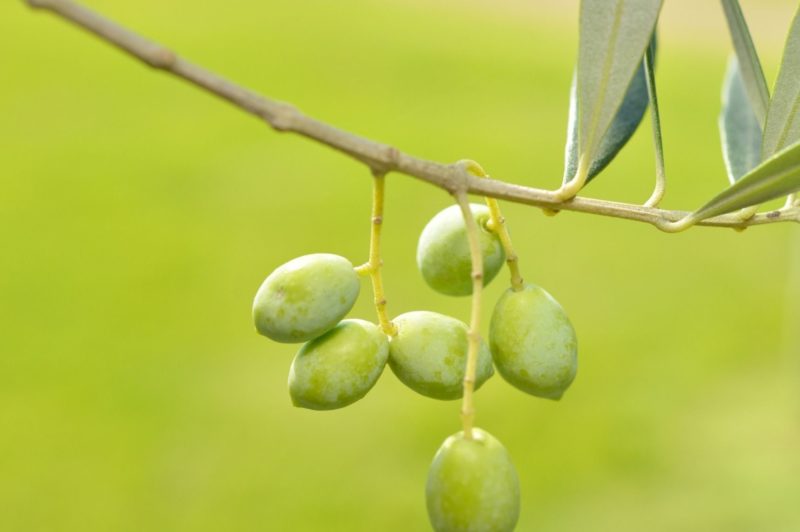 オリーブの植え付け・植え替えに適した土の作り方