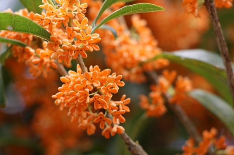 キンモクセイの植え付け・植え替えに適した土の作り方