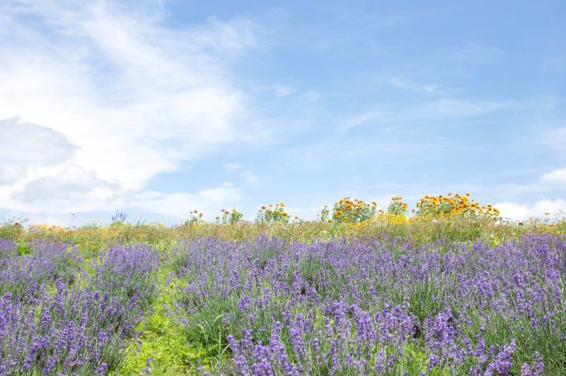 ラベンダーの花言葉や花名の由来、英語名を紹介