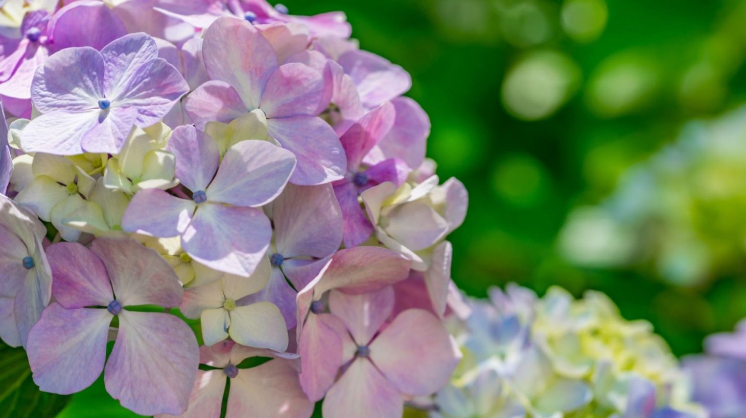 アジサイ 紫陽花 剪定は時期が大切 いつ どこを切るかコツを知れば初心者でも簡単 Gardenstory ガーデンストーリー