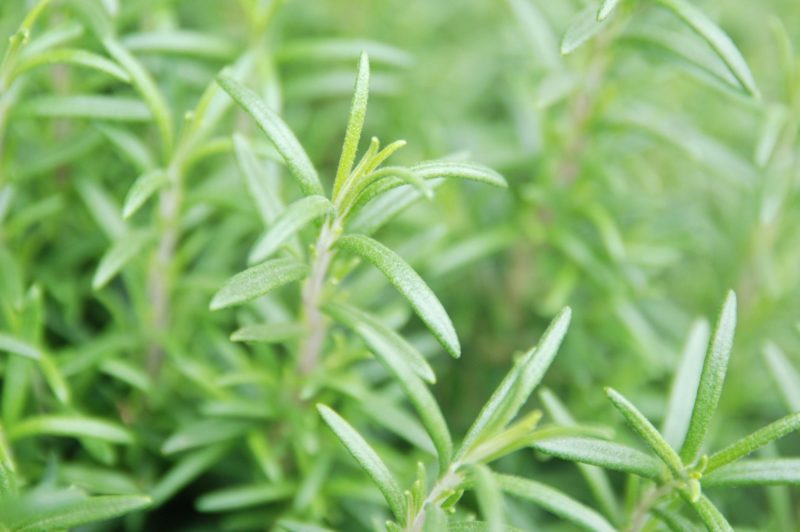 ローズマリーの育て方。コツとお手入れ、植え替えや寄せ植えを一挙紹介します