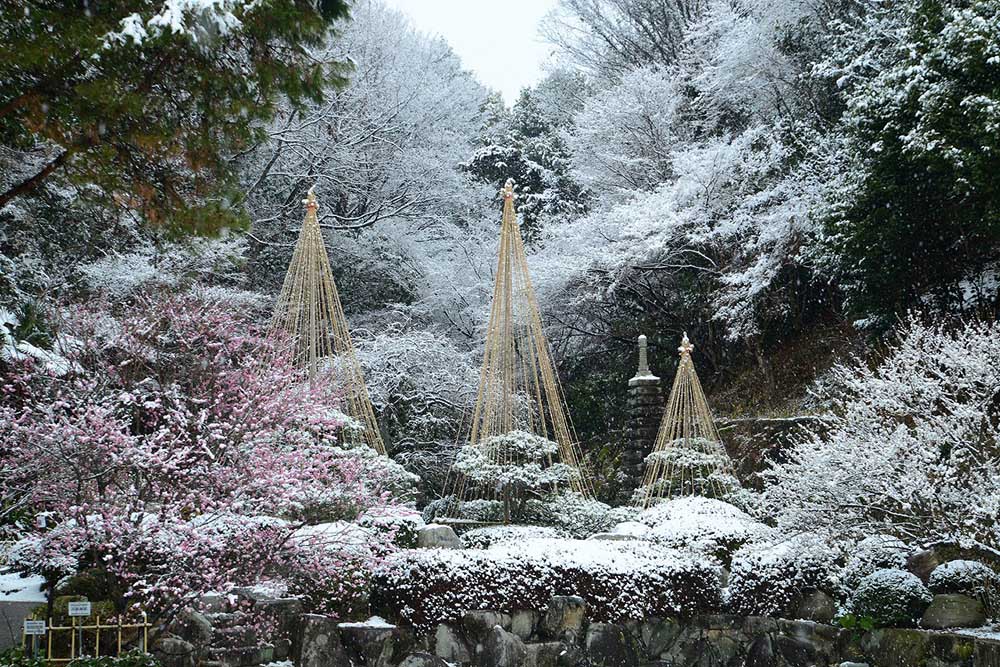 広島市植物公園　雪吊り