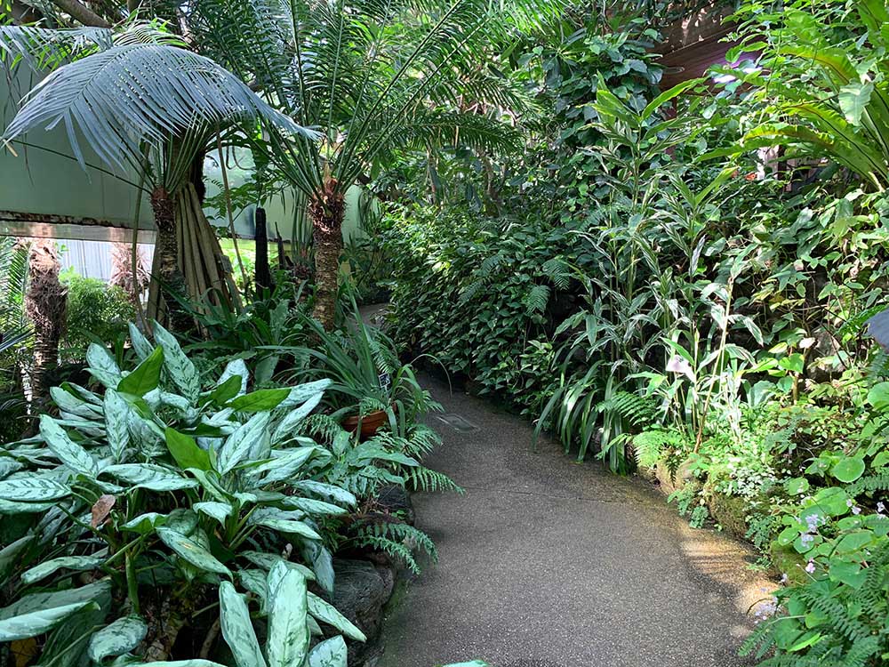 花の庭巡りならここ！ 熱帯雨林のジャングルを散歩「板橋区立熱帯環境植物館」