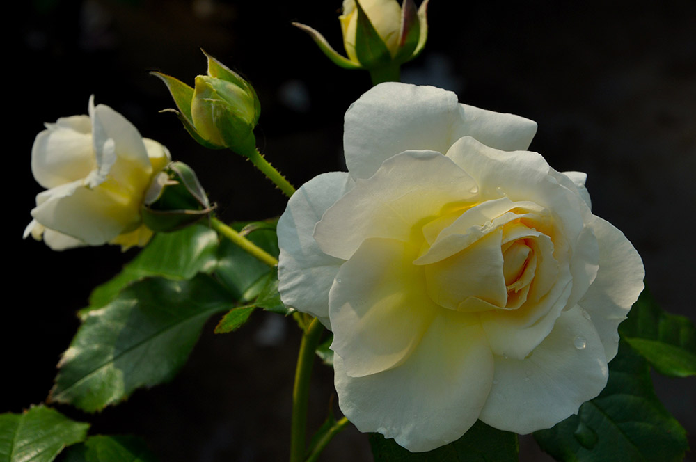 マリー アントワネット 松本路子のバラの名前 出会いの物語 Gardenstory ガーデンストーリー