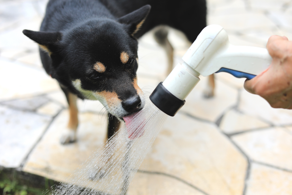 犬の水分管理