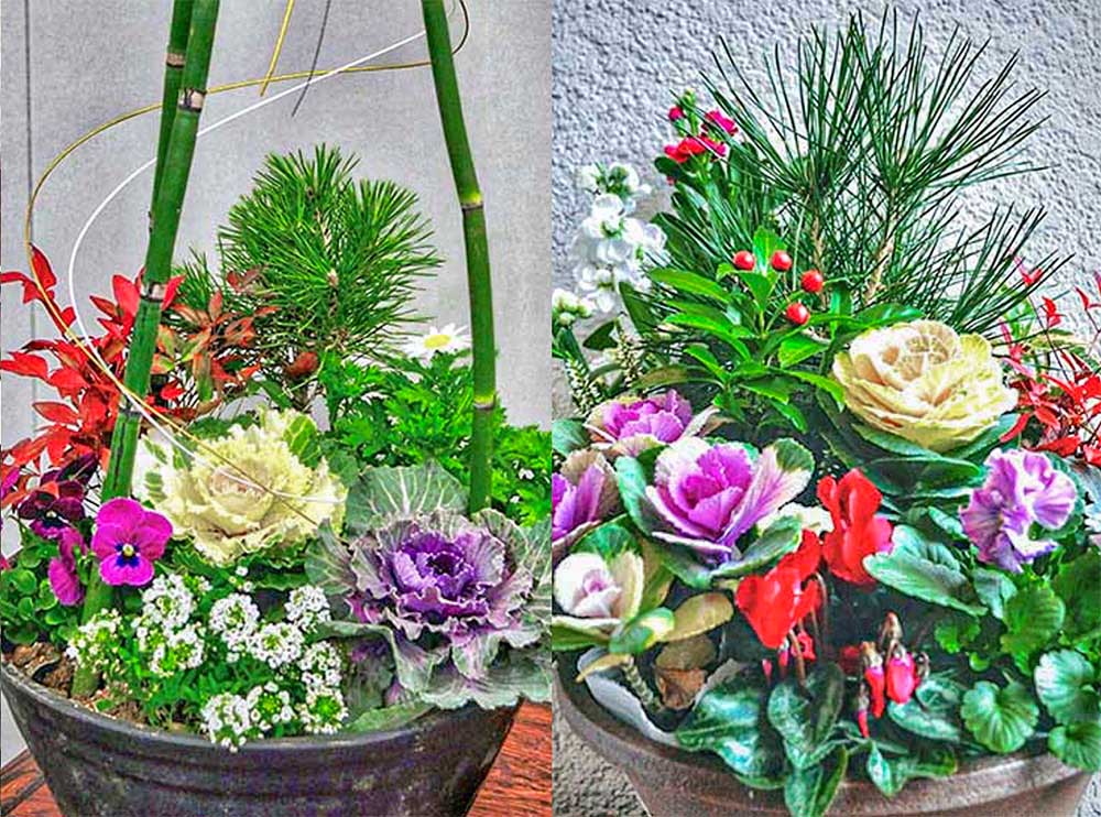 お正月の寄せ植えで新年を祝う！ おすすめ花材と作り方